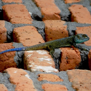 Lézard vert et bleu sur un mur orange - Rwanda  - collection de photos clin d'oeil, catégorie animaux